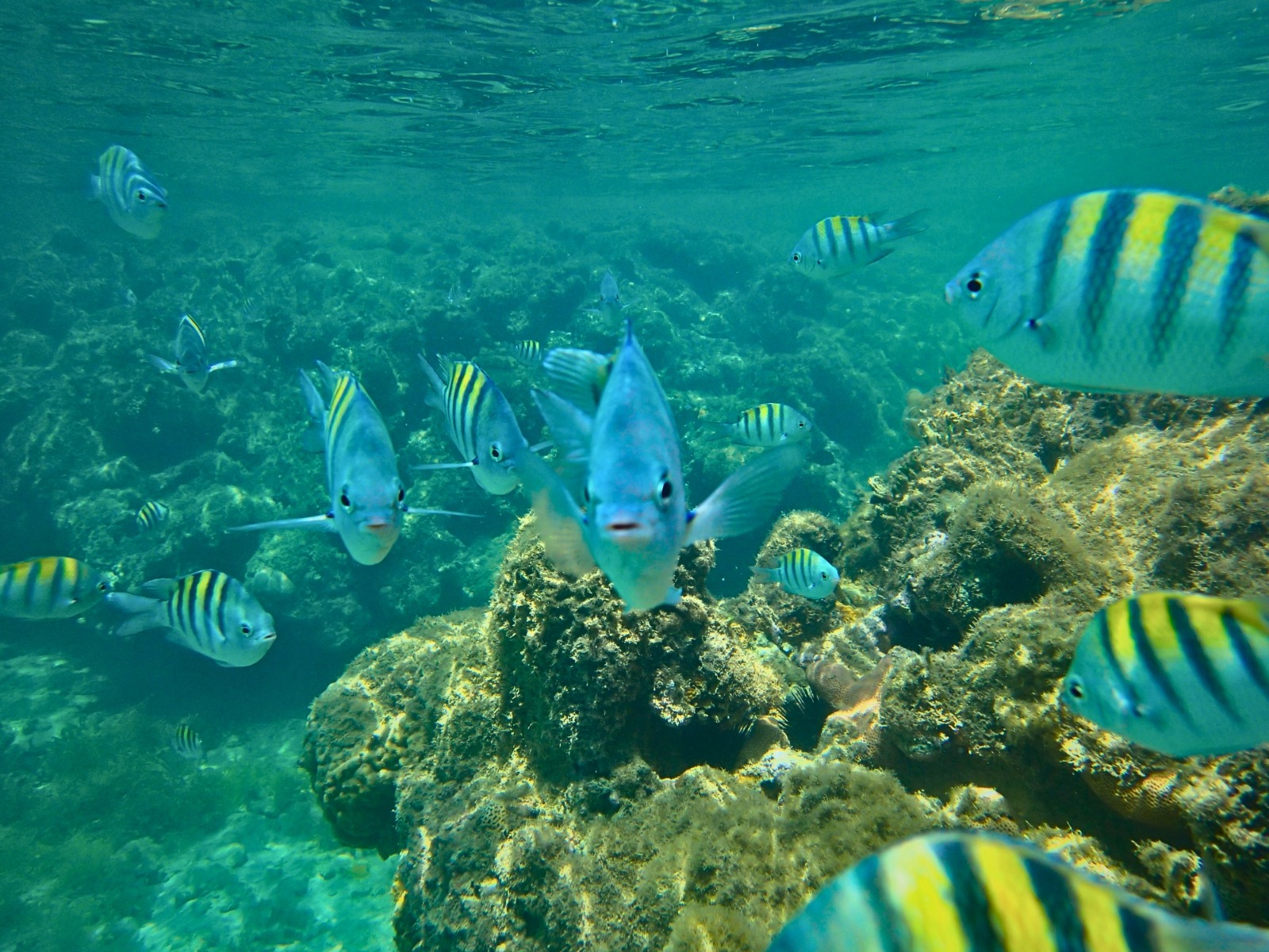 Passeio de Escuna - Recife de Fora